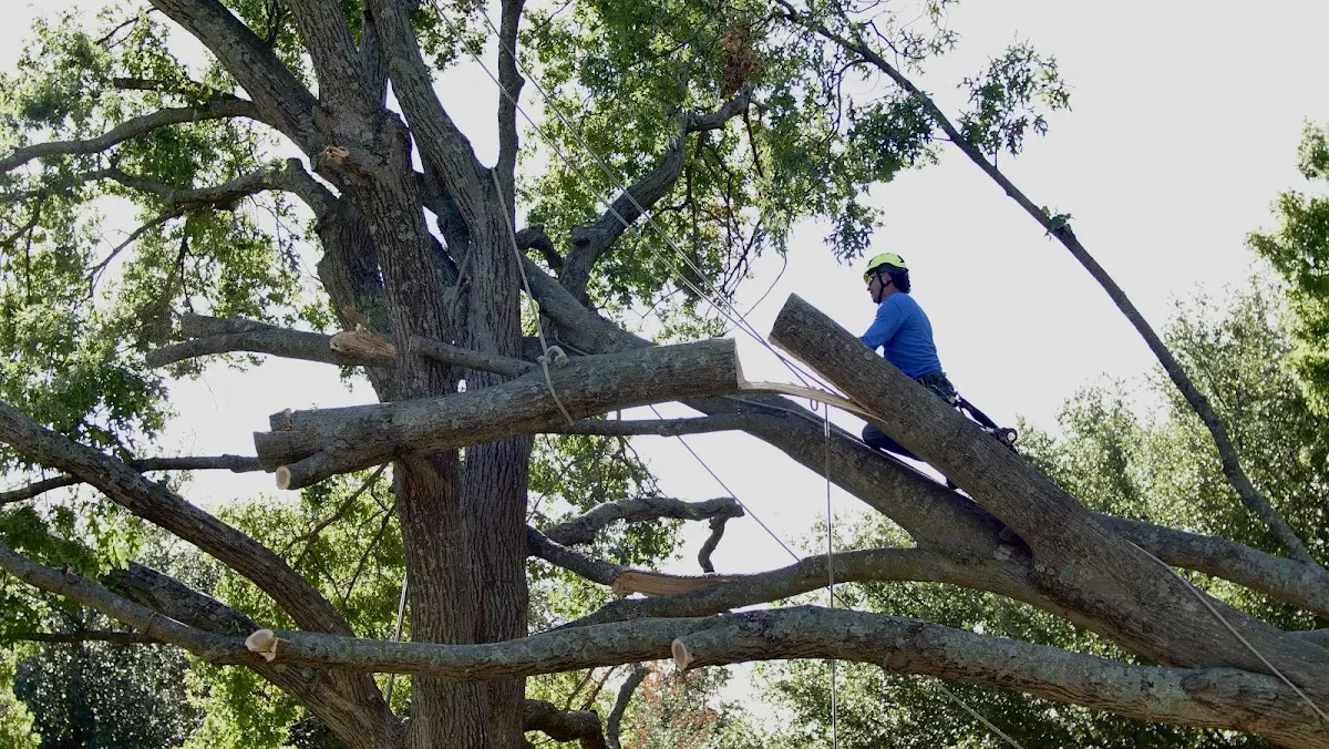 Professional Crown Thinning performed by certified arborists in Shelter Island