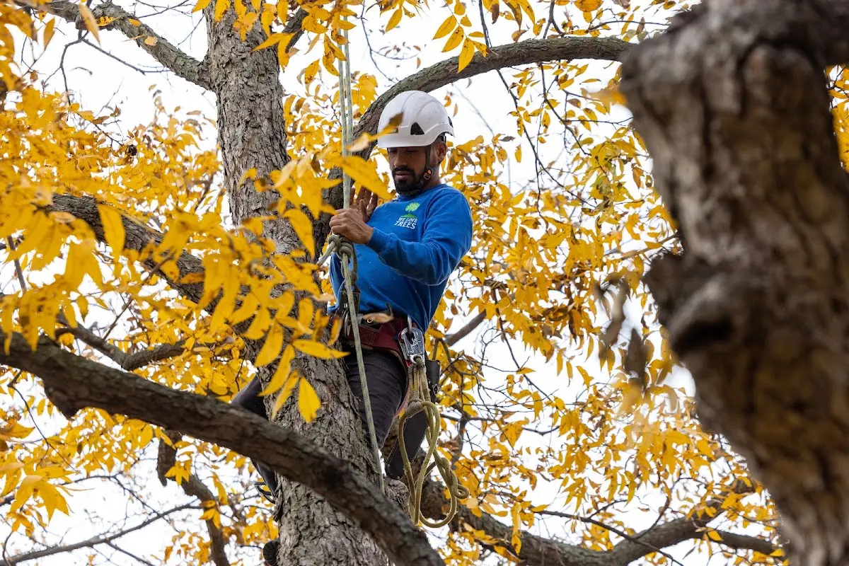 Skilled Tree Pruning crew working in Shelter Island