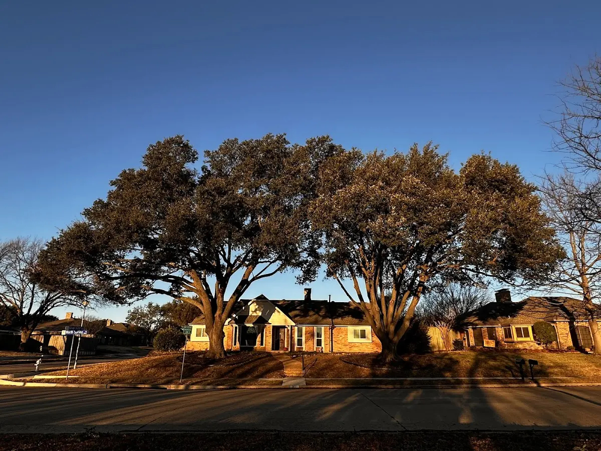 Established residential canopy tree shading a home in Shelter Island